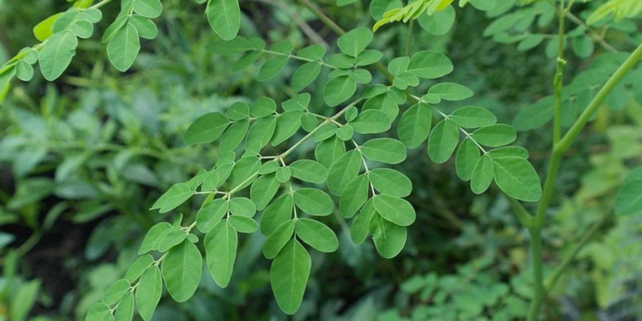 Malunggay or Moringa Oleifera – Nature’s Best Gift to the World!