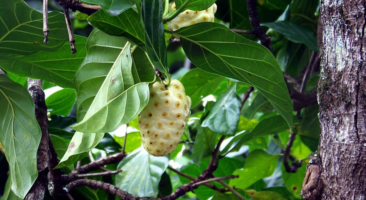 The Superfood/Wonder Food Noni Drink