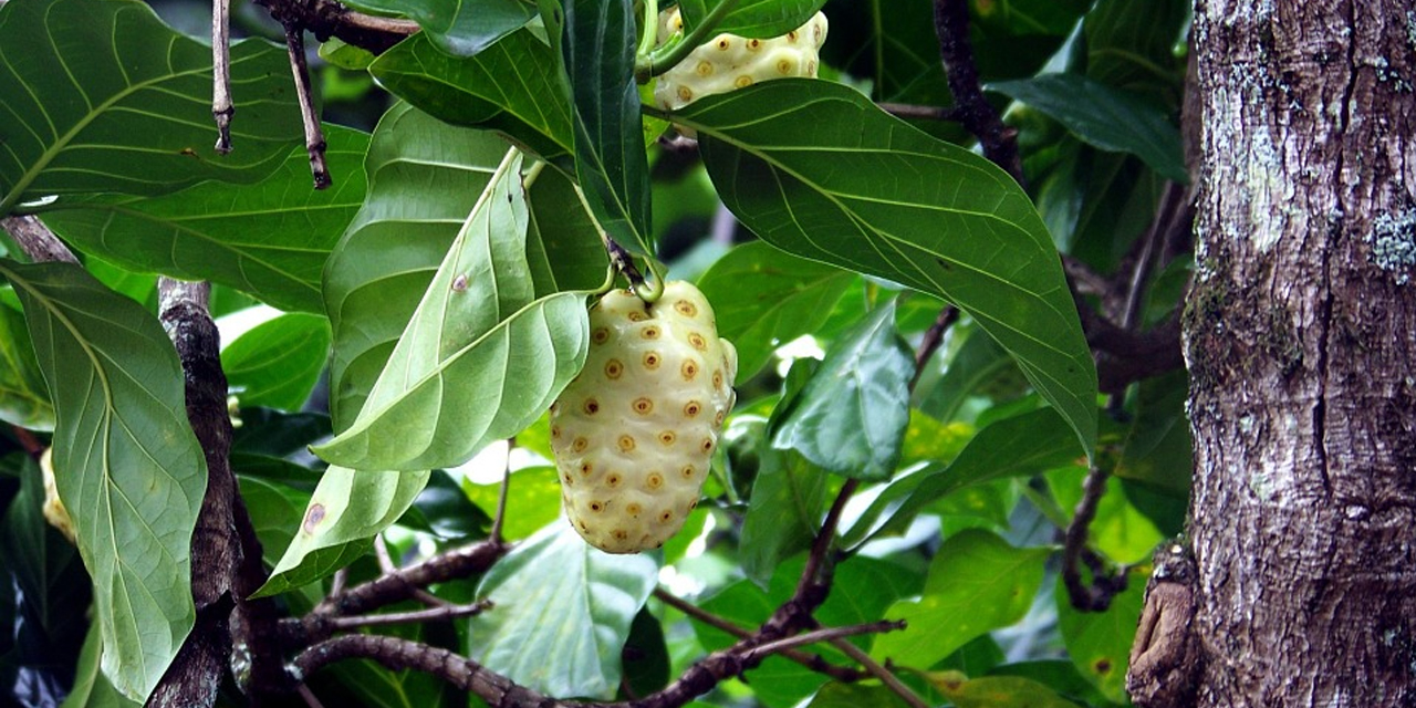 The Superfood/Wonder Food Noni Drink