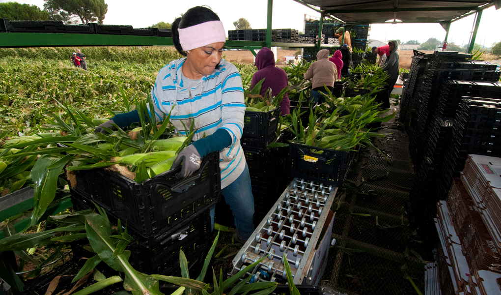 How Toxic Agriculture Has Bred Out-of-Control Antibiotic Drug Resistance