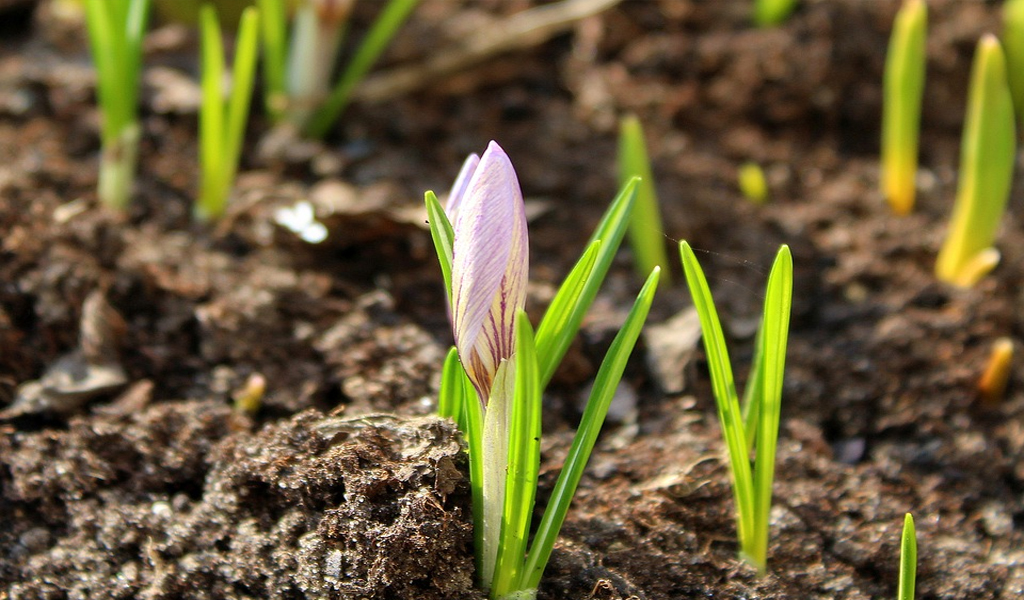 Going Back to Basics – Restoring Carbon to the Soil to Produce More & Better Crops  as Well as a Healthier Planet